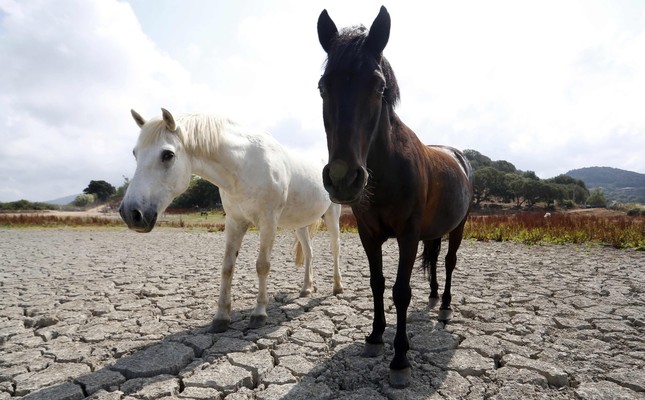 Horses stand on a dry field in Bastelicaccia, a few kilometers from Ajaccio, on the French Mediterranean island of Corsica.The drought during the summer of 2018 has taken a toll among the northern European countries, which produce milk.