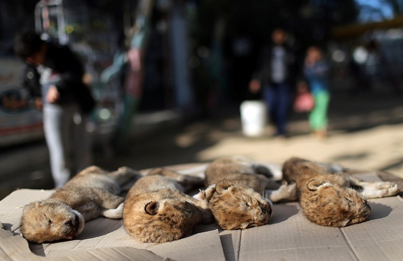 Bodies of four baby lion cubs that died in a zoo, are seen in the southern Gaza Strip, Jan. 18, 2019. (Reuters Photo)