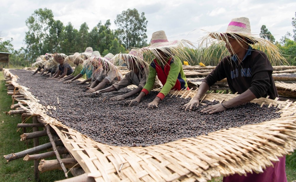 Workers dry red coffee cherries at the Tilamo cooperative of Shebedino district in Sidama, Ethiopia, Nov. 29, 2018.