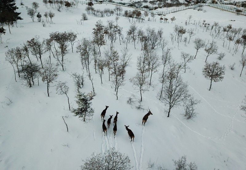 Winter beauties in Turkey's first fauna display area