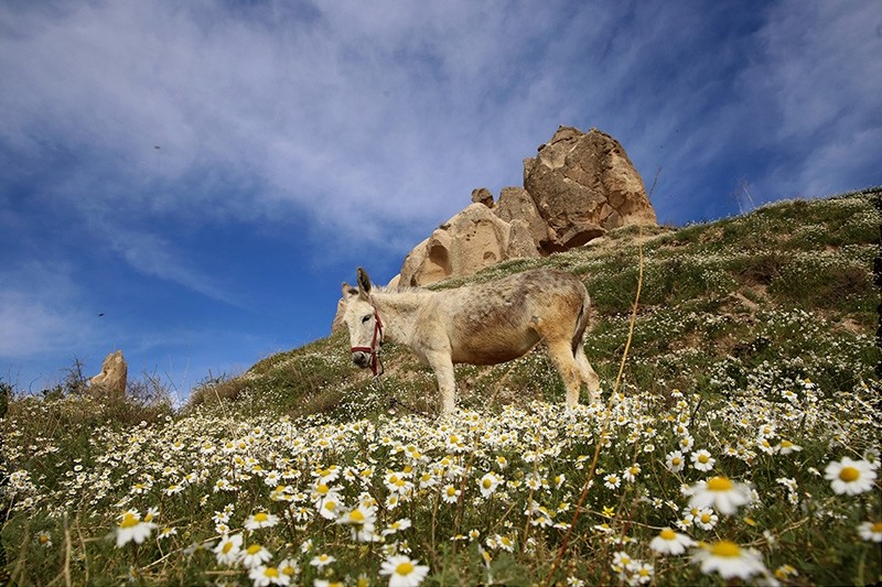 A donkey grazes in a field  near Cappadocia in Turkey's central Nevu015fehir province (AA Photo)