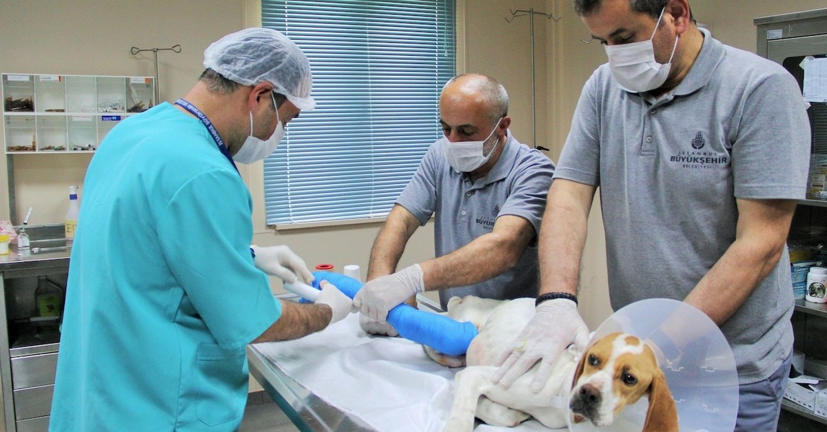 Alongside the six veterinary hospitals across the city, mobile veterinary vehicles such as ,Vetbu00fcs, and ,Vetkabin, are also available to address the needs of the stray animals of Istanbul.