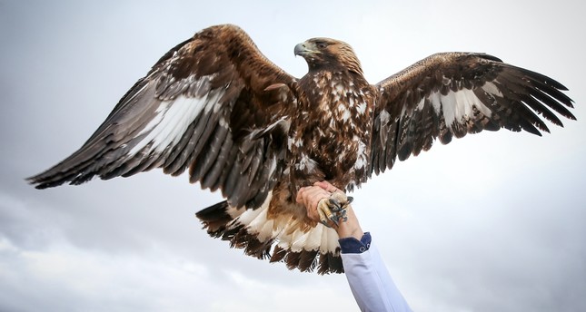 injured wild animals recover at rehabilitation center in turkey