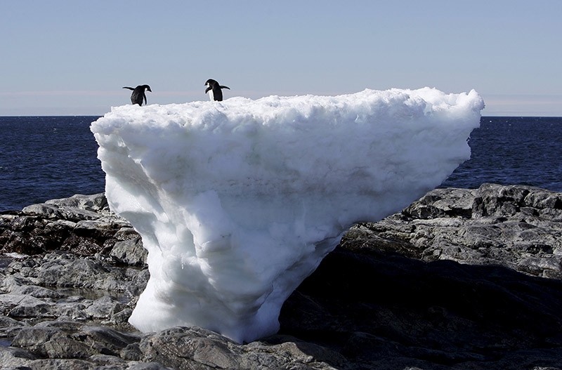 Two Adelie penguins stand atop a block of melting ice on a rocky shoreline at Cape Denison, Commonwealth Bay, in East Antarctica in this January 1, 2010 file photo. (Reuters Photo)