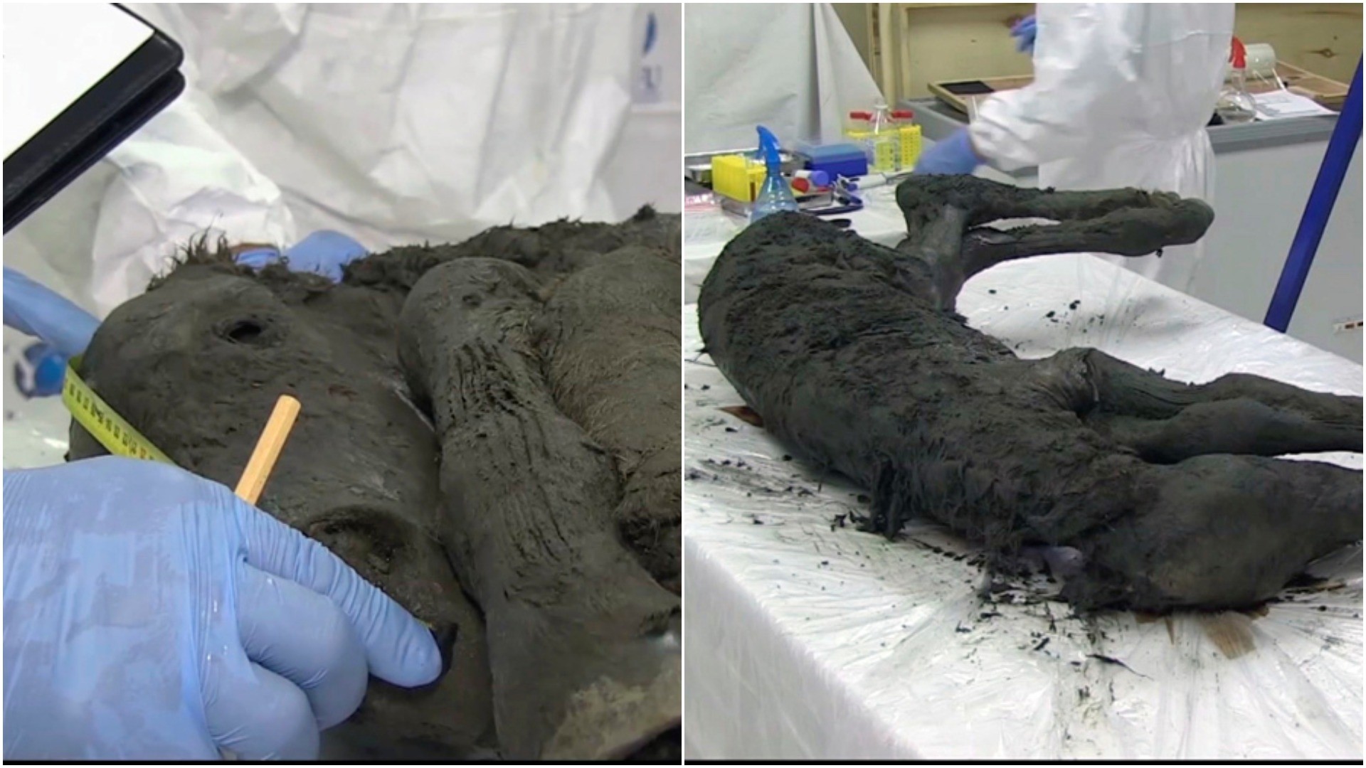 In this image made from video, scientists examine the fossil of a horse in Yakutia, Russia, Thursday, Aug. 23, 2018. (AP Photo)