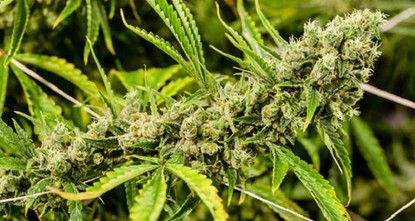 Studie: Cannabis-Konsum vor 2500 Jahren