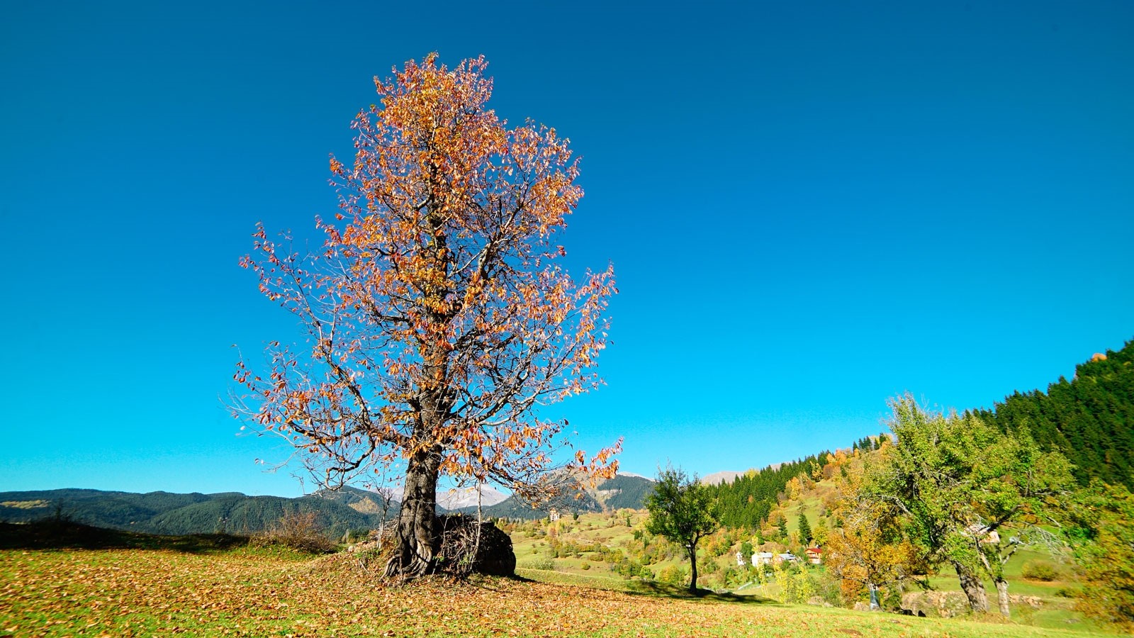 Осенние краски покрыли горы Карчал в турецком Артвине