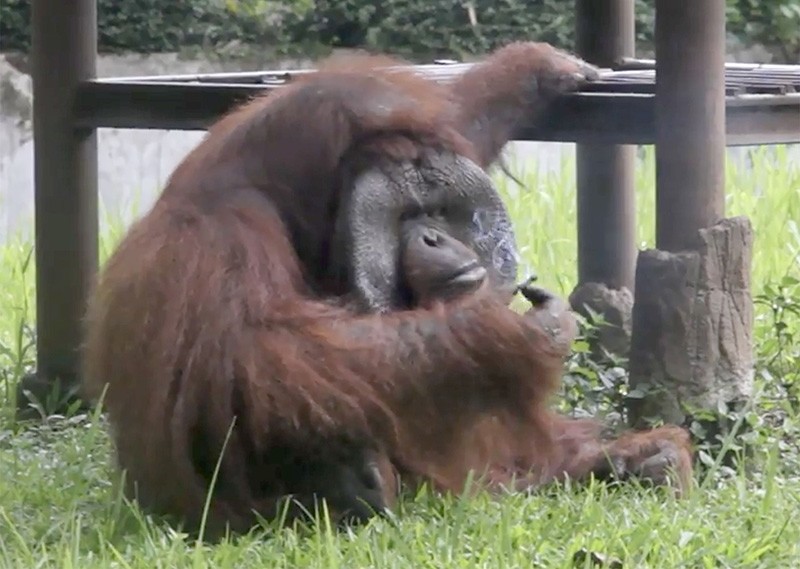 Video frame grab taken on March 4, 2018, and released by the Indonesia Animal Welfare Society March 7 shows a Bornean orangutan named Ozon smoking a cigarette in its zoo enclosure in Bandung, about 150 kilometers southeast of Jakarta. (AFP Photo)