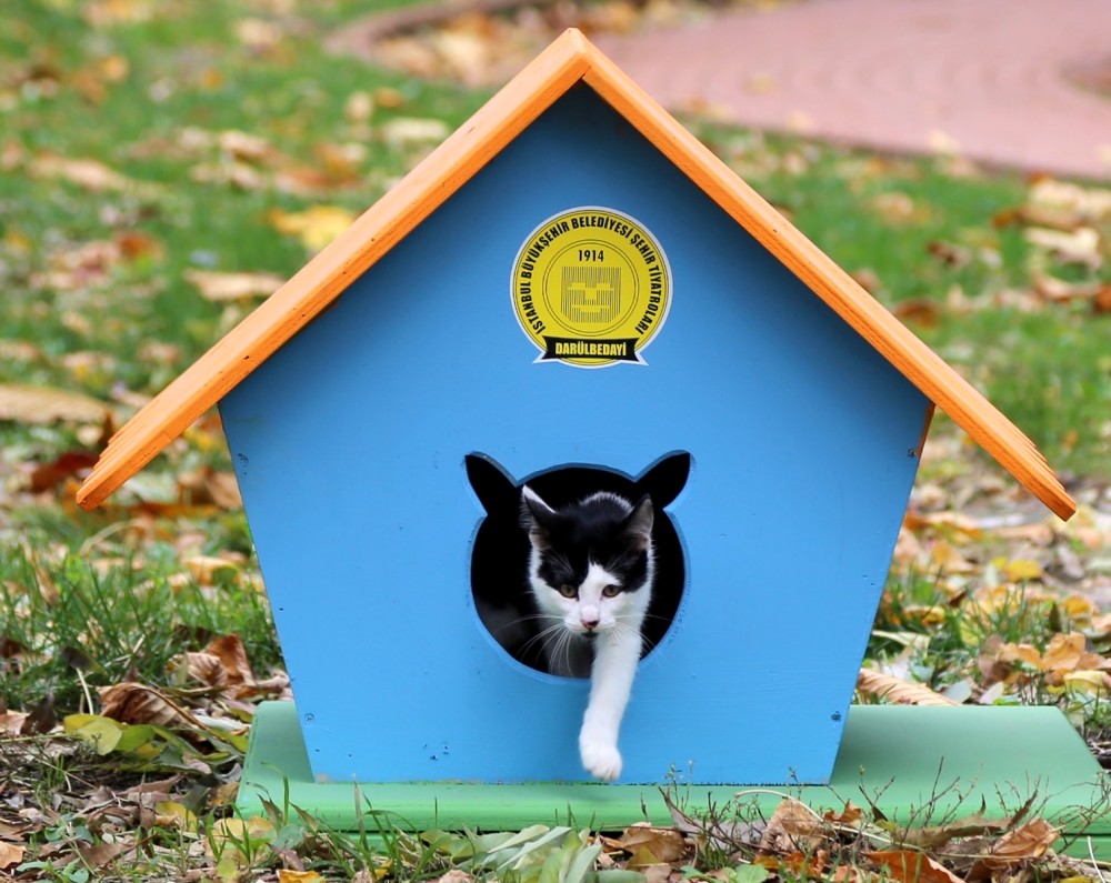 So far, the carpenters have only produced cat houses but they will also make dog houses and bird nests in the future.