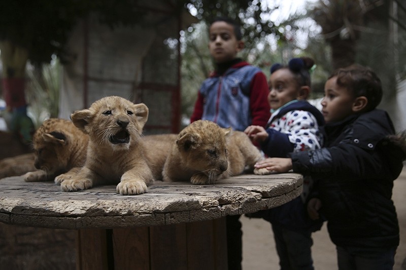 Palestinian children stand near two-month-old lion cubs at the zoo in Rafah, Gaza Strip, Friday, Dec. 22, 2017. (AP Photo)