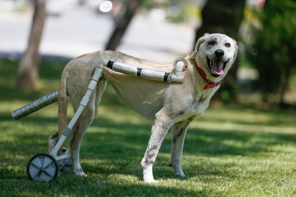 Animal lover builds walkers for disabled dogs Daily Sabah