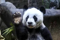 Basi the giant panda gestures during ceremonies to mark her 35th birthday at the Fuzhou Giant Panda Research Center in Fuzhou in southeastern China's Fujian province. (Chinatopix via AP)