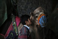 A camel breeder gives a last kiss to his camel before the fight starts in Selu00e7uk, u0130zmir, Jan. 20.