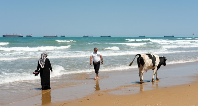 مع ارتفاع درجة حرارة، الأبقار تبحث عن الرطوبة في الشواطئ العامة في اسطنبول. 11. 7. 2023 IHA