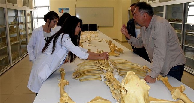 علماء يكتشفون مستحاثات لحيوانات فقارية وسط تركيا عمرها 8 ملايين عام