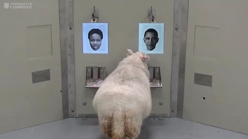 In this image taken from video, a sheep indicates recognition of former US president Barack Obama, right, displayed on a computer screen during research carried out by scientists at Cambridge Uni. with their results published Nov. 8, 2017 (AP Photo)