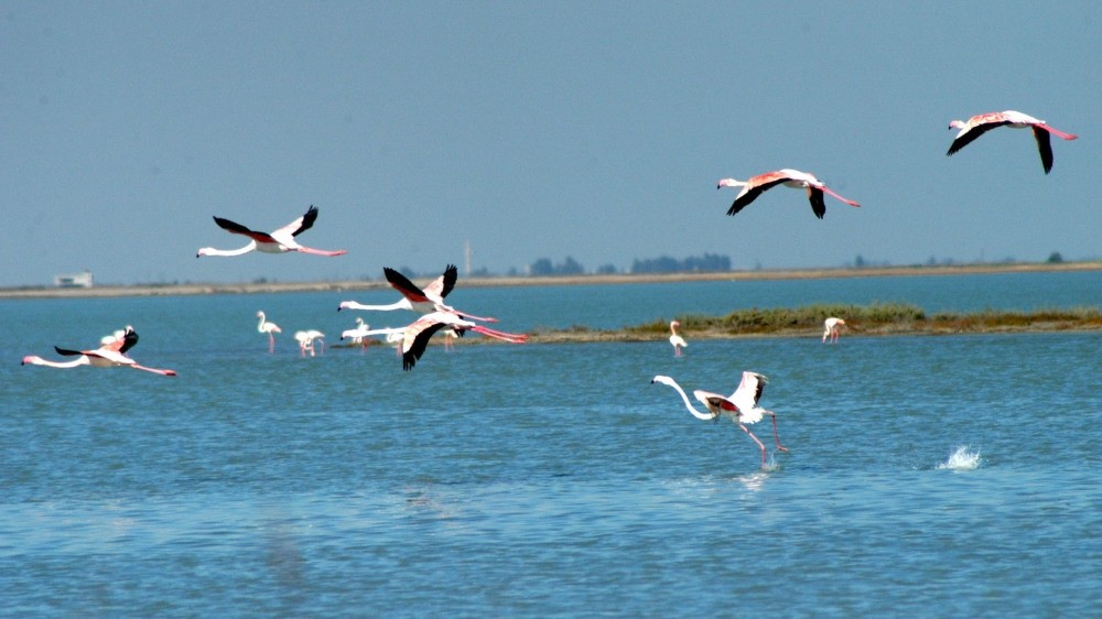 Flamingos flying over Akyatan Lagoon in Adana.