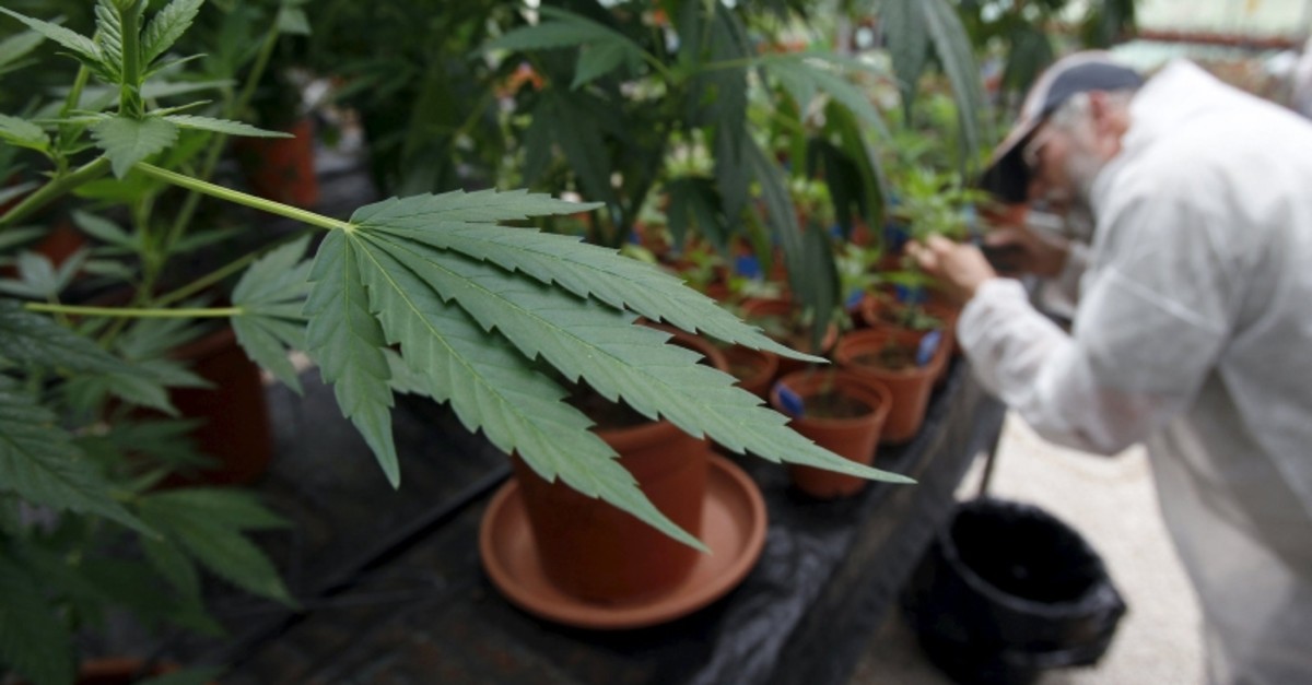 A worker tends to medical cannabis plants at a plantation near the northern Israeli city of Safed, in this June 11, 2012 file picture. (Reuters Photo)
