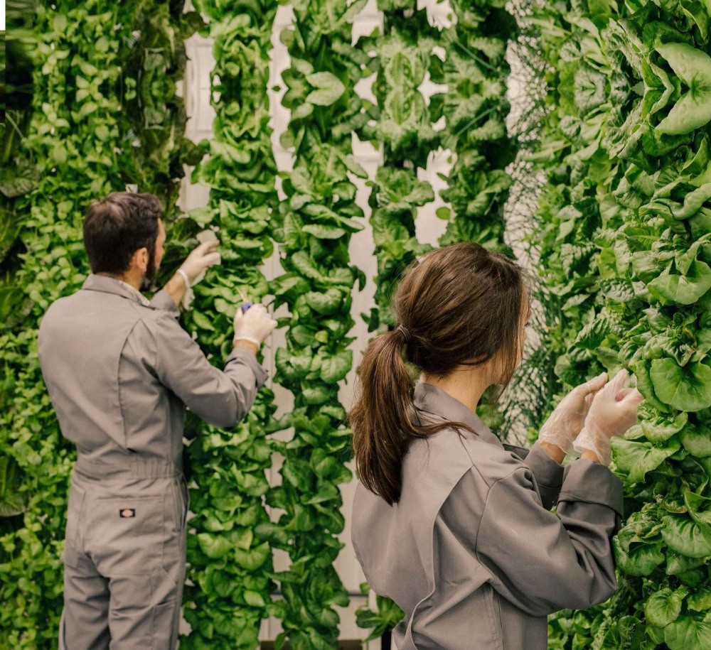 Ain’t no sunshine on these farms: Why vertical gardens could be the future of food production