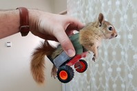 A paralyzed squirrel is hoped to walk on its own soon.