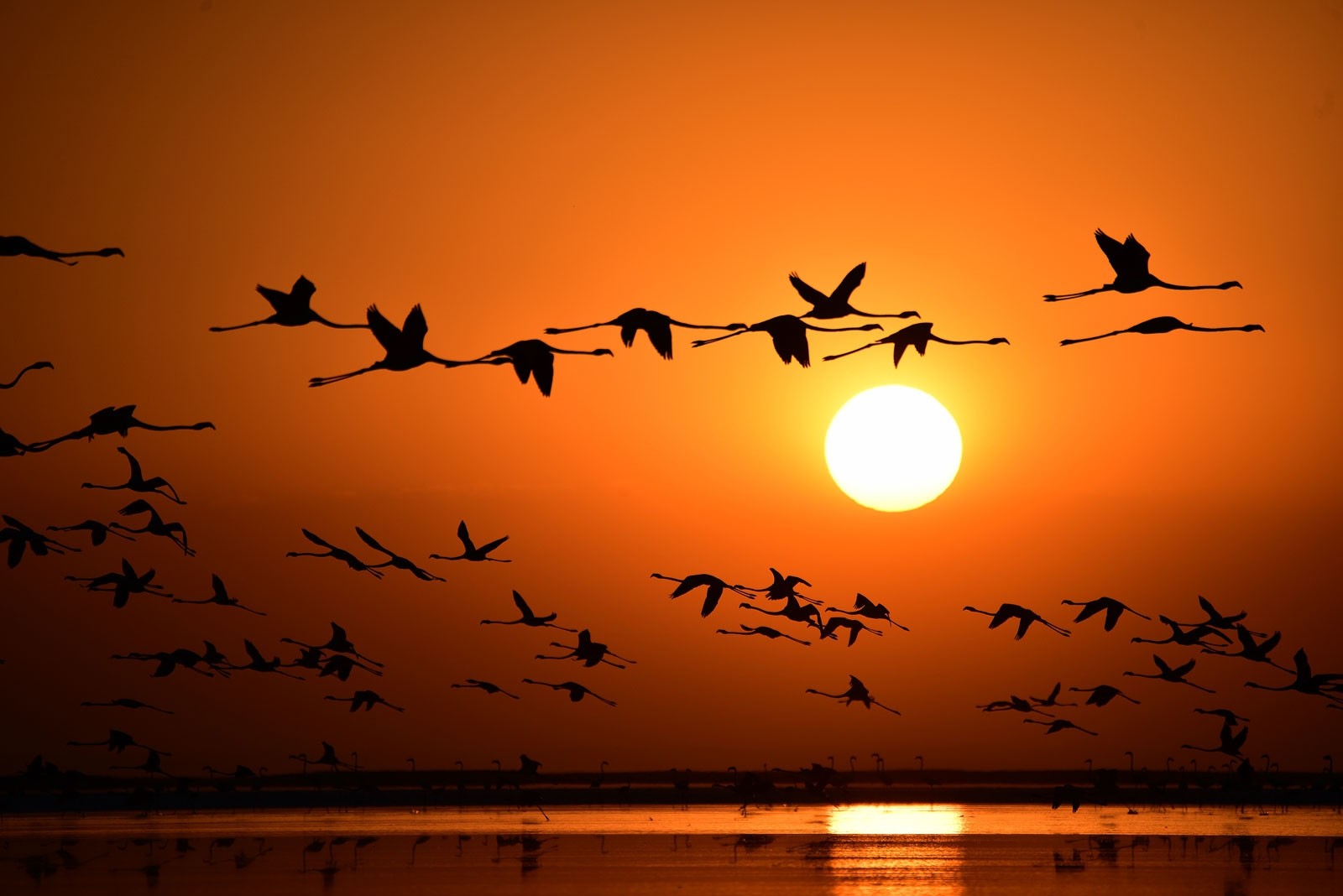 Сотни фламинго прилетели к турецкому озеру Туз