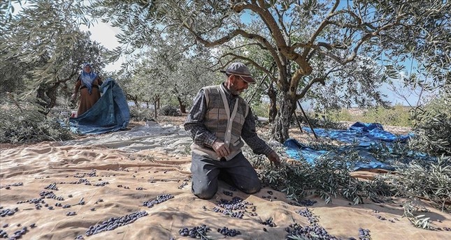 مزارعو محافظة إدلب السورية أثناء جني محصول الزيتون الأناضول