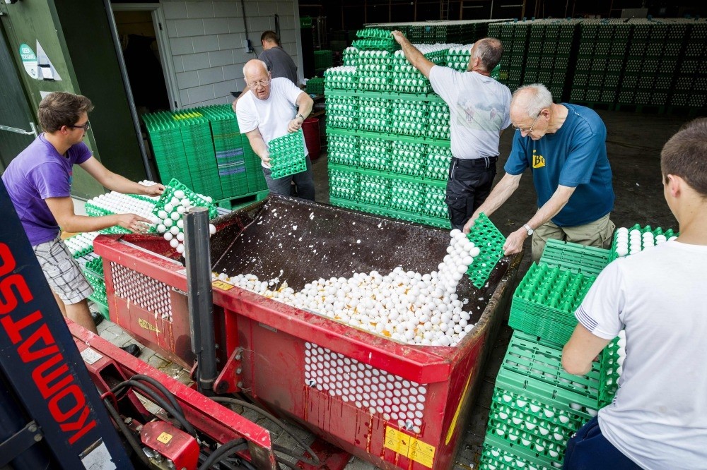 Farmers throw out eggs at a poultry farm in Onstwedde, Netherlands after the Dutch Food and Welfare Authority (NVWA)found they were contaminated with fipronil, a toxic insecticide outlawed for use in the production of food.