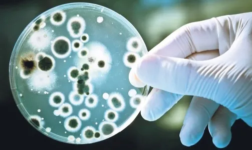 Bacteria Getting Cleaned Bacteria to help naturally clean the environment | Daily Sabah