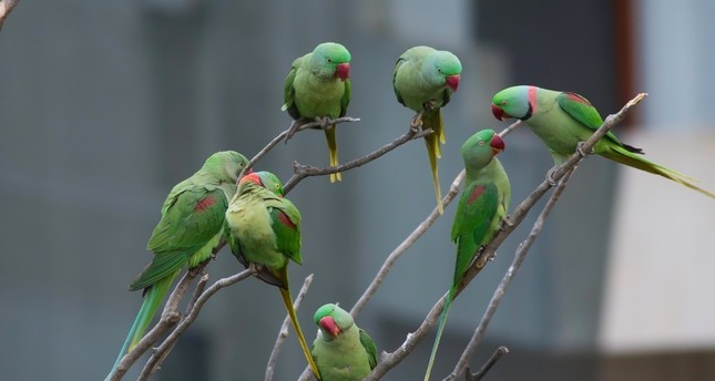 turkey s growing number of vividly colored tropical birds adorn