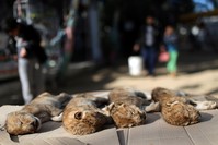 Bodies of four baby lion cubs that died in a zoo, are seen in the southern Gaza Strip, Jan. 18, 2019. (Reuters Photo)