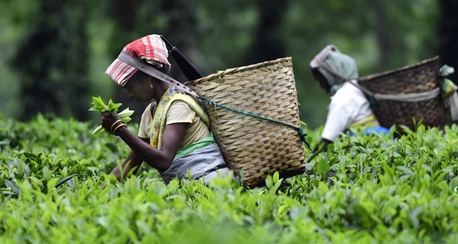Rare Assam Tea Breaks World Record At Auction Daily Sabah - 