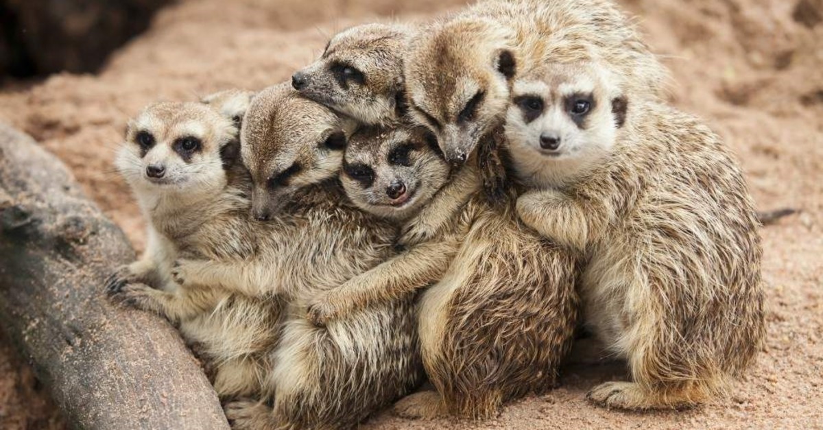 Hug it out: 20 health benefits of hugging more often | Daily Sabah