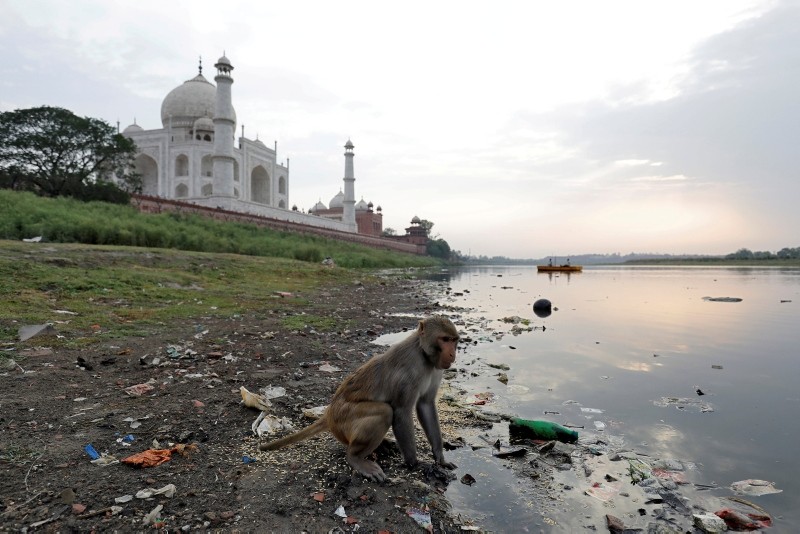 A monkey looks for eatables on the polluted banks of the Yamuna river next to the historic Taj Mahal in Agra, India, May 19, 2018. (Reuters Photo)