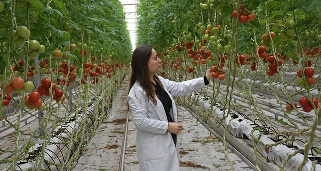 تركيا تصدر 90% من الطماطم المزروعة في قشر جوز الهند للخارج