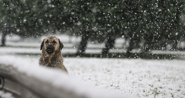 Long Awaited Snowfall Dusts Istanbul Ankara Daily Sabah