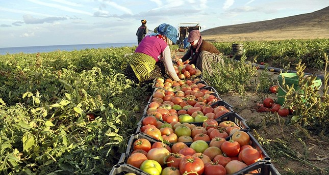 الطماطم التركية تعود إلى الموائد الروسية أول العام القادم