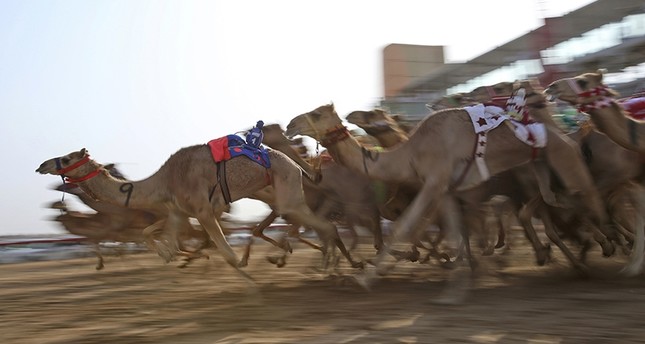 سباق الهجن يتألق في مهرجان المرموم التراثي في دبي
