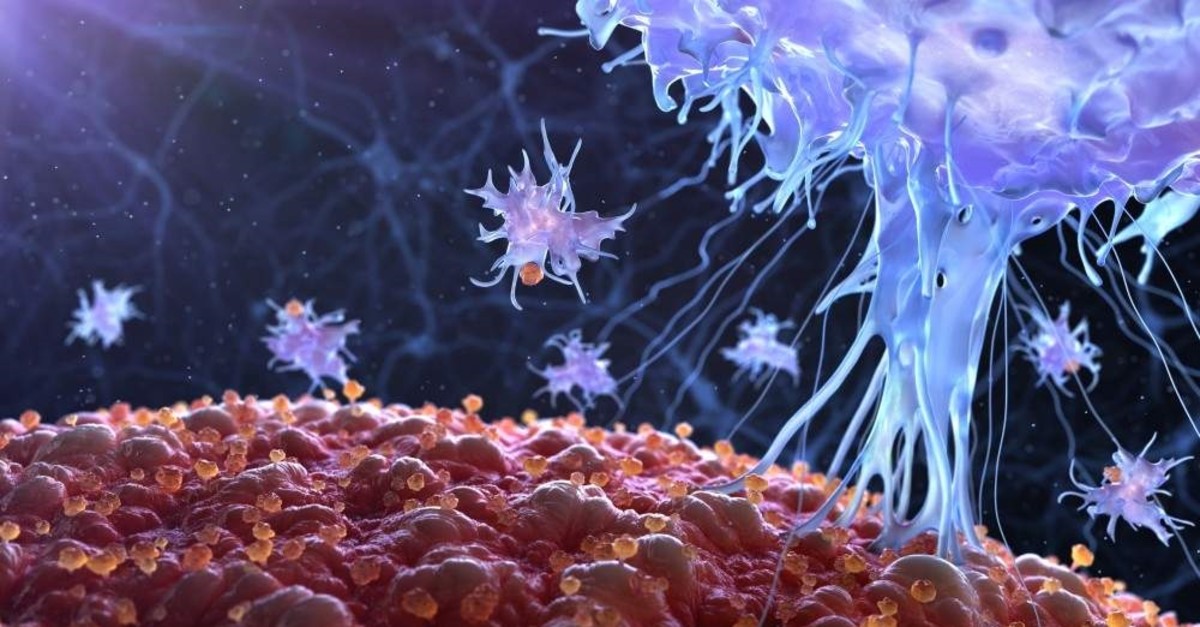 T-cells attack defective or foreign cells in the body, helping us fight off infection and disease. (iStock Photo)