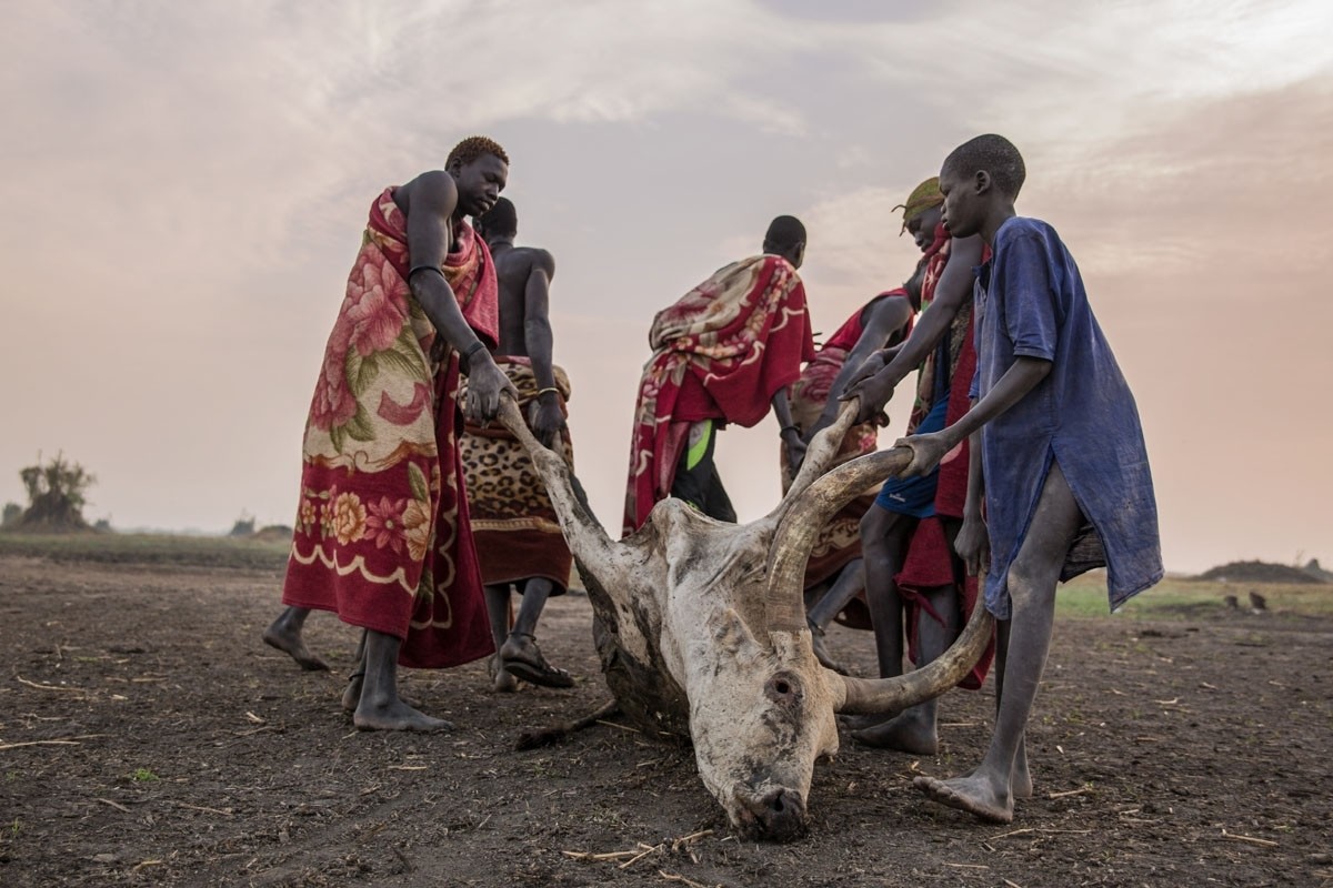 Dragging away a dead cow that was killed by a scorpion, Mingkaman, Lakes State, South Sudan on March 4, 2018.