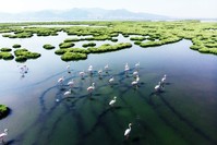 The wetlands of Tuzla and Gediz in western Turkey, for example, are one of the most important habitats for migratory birds, especially flamingos. (iStock Photo)
