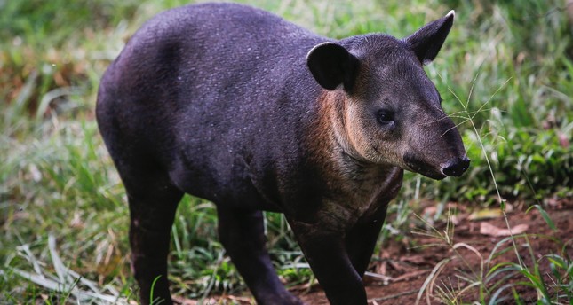 In Nicaragua, a fight to save endangered tapirs - Daily Sabah