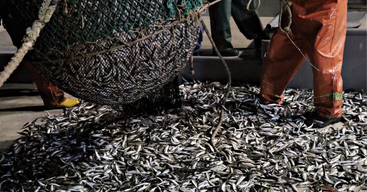 Over fishing puts fish species and populations in danger.
