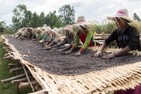Workers dry red coffee cherries at the Tilamo cooperative of Shebedino district in Sidama, Ethiopia, Nov. 29, 2018.