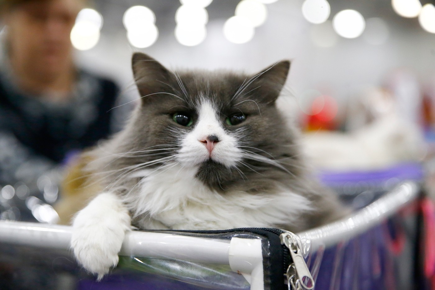 2017 Grand Prix Royal Canin 