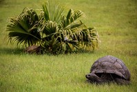 This file photo taken on October 20, 2017 shows Jonathan, a Seychelles giant tortoise, believed to be the oldest reptile living on earth with and alleged age of 185 years, crawling through the lawn of the Plantation House (AFP Photo)