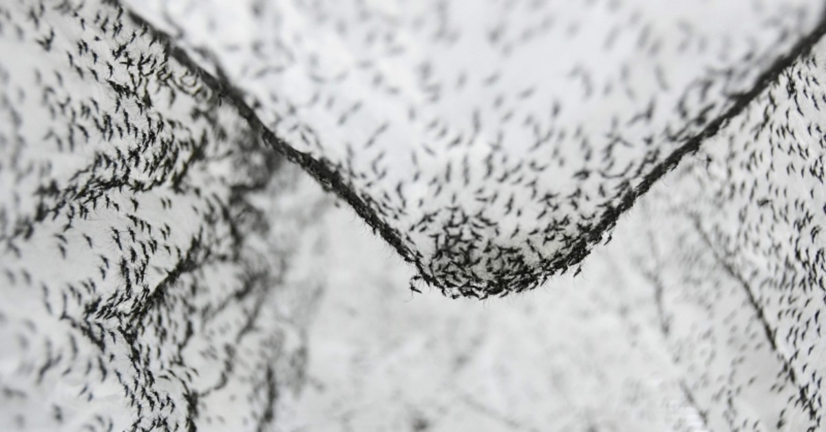 This handout photo taken on July 13, 2019 by the Guangzhou Wolbaki Biotech Company shows male mosquitos in a container at the Wolbaki company in southern China's Guangdong province. (AFP Photo)