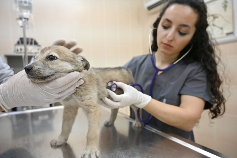 A veterinarian checks a puppy at Sultangazi Health Center on January 30, 2019 at Sultangazi, western Istanbul.