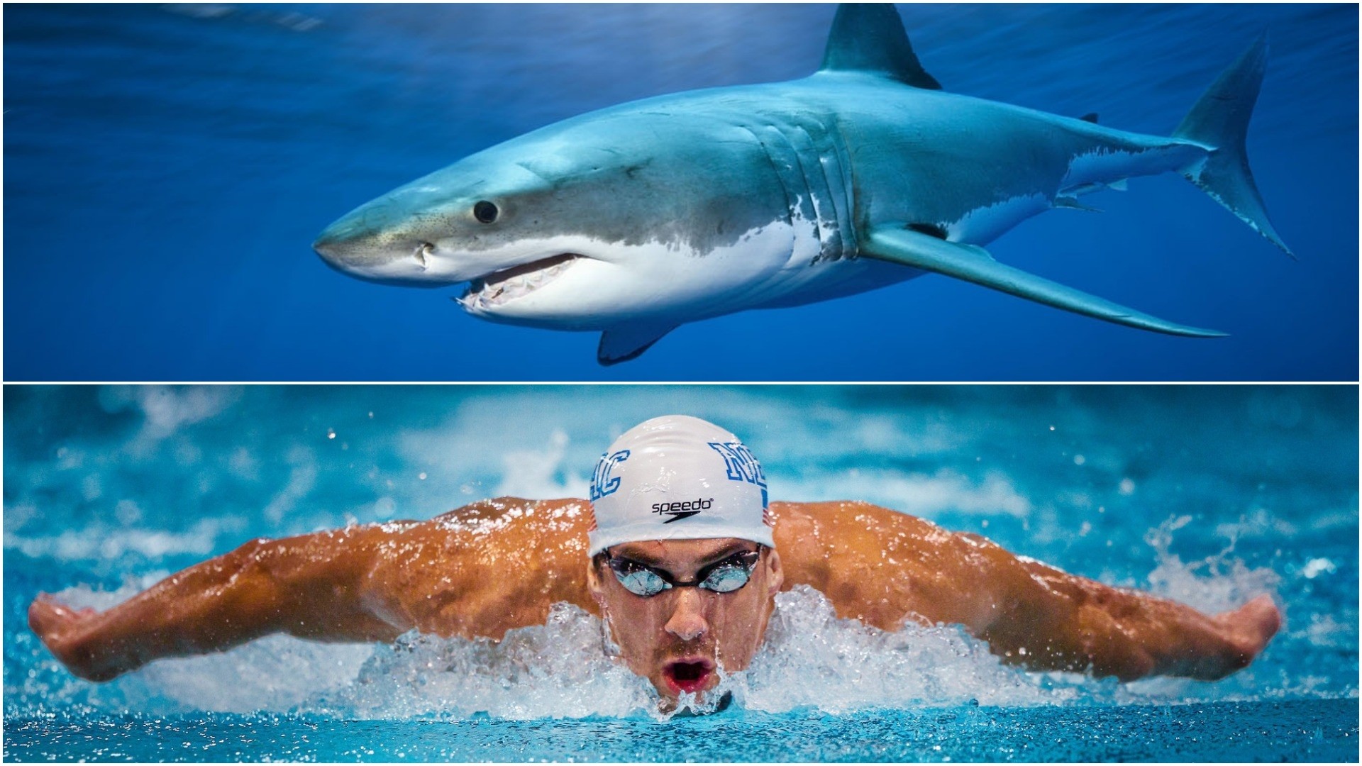 Michael Phelps vs. Great White Shark: Who will win?