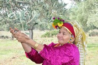 A local woman picks olives in Milas as a part of the town's harvest festivities last year. (DHA Photo)
