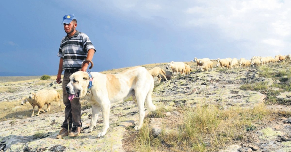 Aksaray Malaklu0131su0131 is the largest of the Anatolian sheep dog breed.